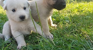 Minik yavrular dikkat çekiyor