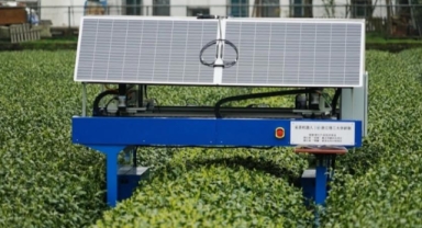 Çay hasadını güneş enerjisiyle çalışan yapan robotlar yapıyor