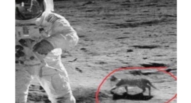 Ay Görevinde Şaşırtan Detay! Uzayda Bir Kedi Mi Var?