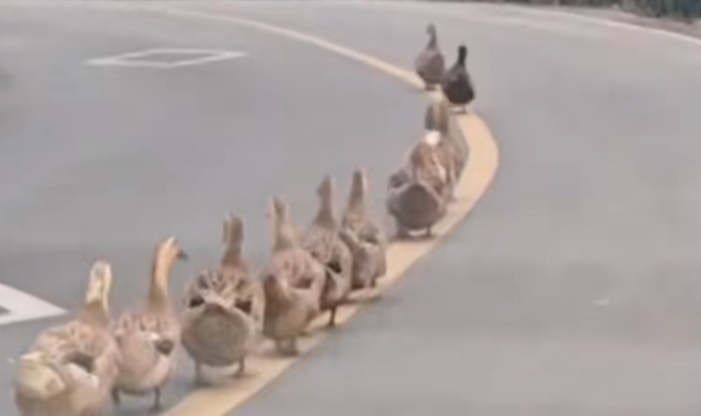 Ördeklerden Trafik Dersi: Kusursuz Disiplinle Düz Çizgide Yürüyüş